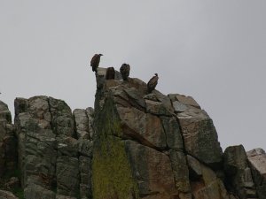 Vultures rest on a crag - Monfrage national park, Extremadura